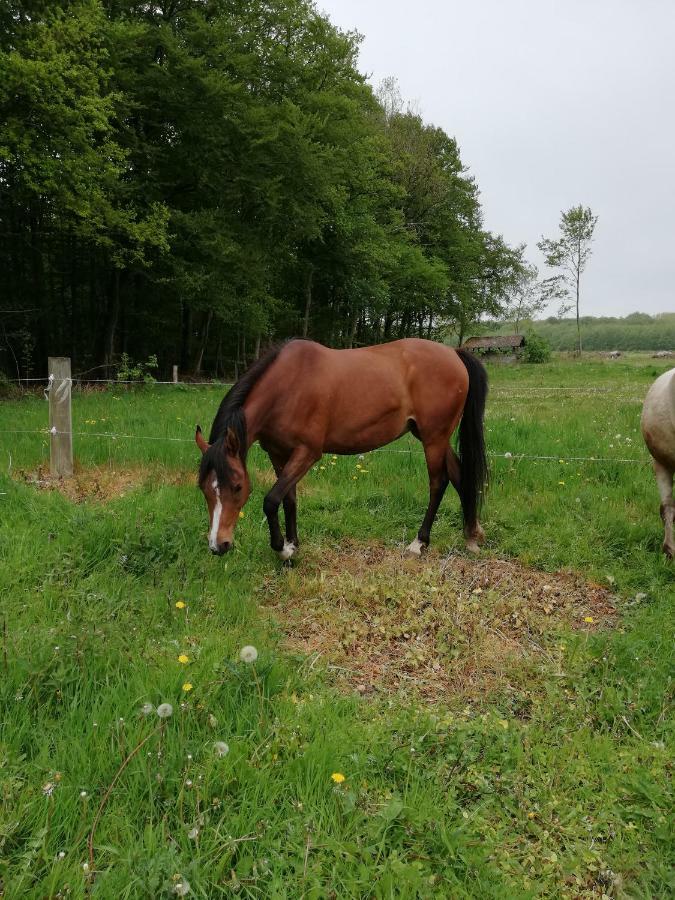 Appartamento Tankefuld Living'S Horsefarm Svendborg Esterno foto